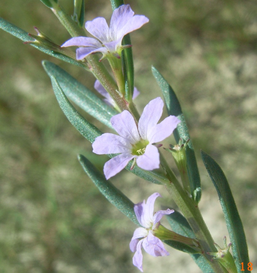 Lythrum hyssopifolia / Salcerella con foglie d'' Issopo